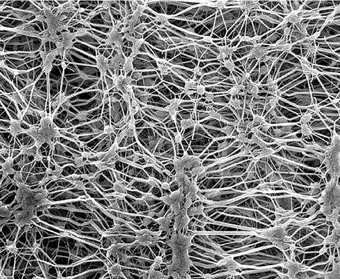ePTFE Membrane